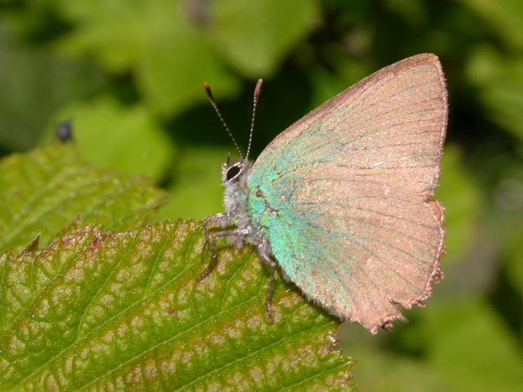 photo "Butterfly  green and pink" tags: nature, macro and close-up, insect