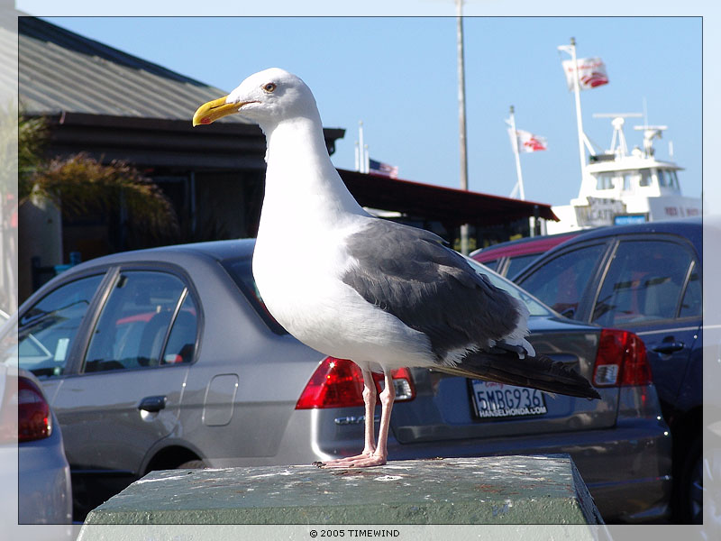 photo "There was a seagull..." tags: nature, travel, North America, wild animals