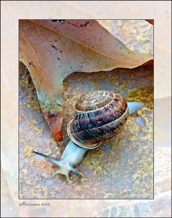 фото "Snail" метки: разное, природа, насекомое