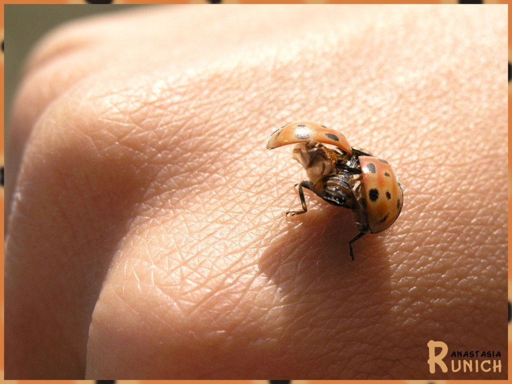 photo "dancing ladybird" tags: nature, macro and close-up, insect