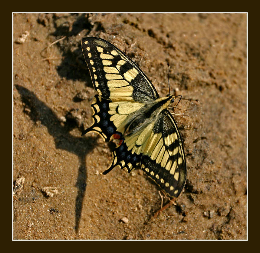photo "Shadow on sand" tags: macro and close-up, nature, insect