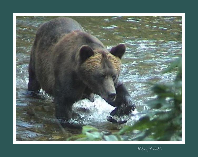 фото "Grizzly Bear" метки: путешествия, Северная Америка