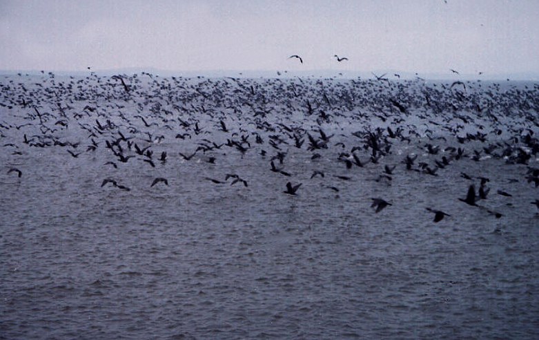 photo "Colony" tags: nature, wild animals