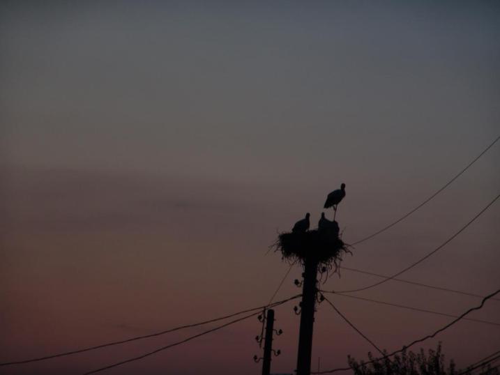 photo "stork" tags: nature, wild animals