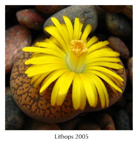 photo "lithops flowering" tags: macro and close-up, 