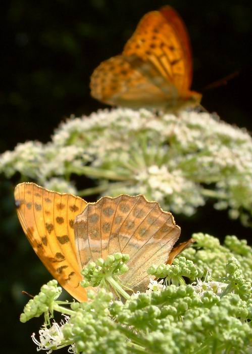 фото "Argynnis paphia" метки: разное, 