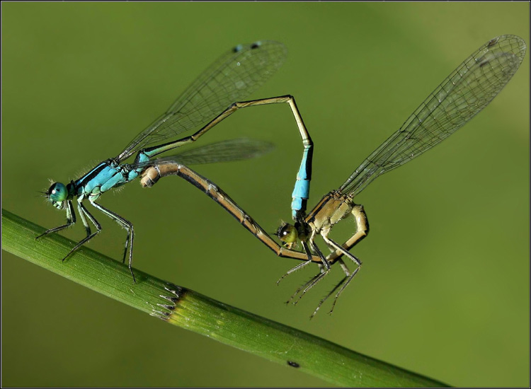 photo "The dance" tags: macro and close-up, nature, insect