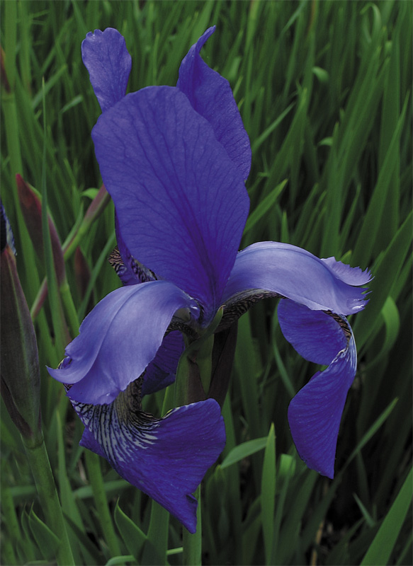 photo "Flowers' Color" tags: nature, flowers
