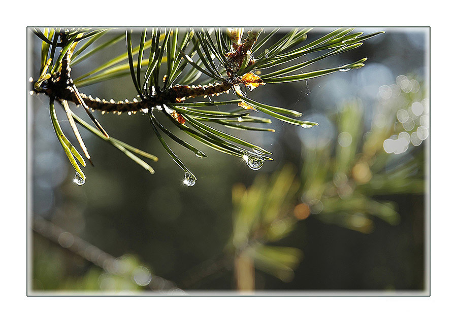 photo "Wood needles and droplets" tags: nature, landscape, flowers, water