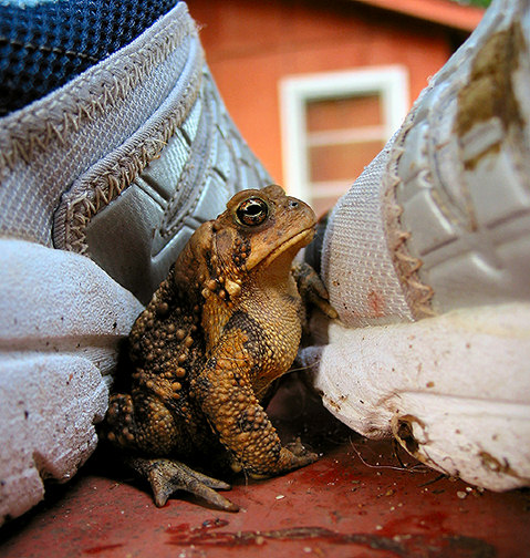 photo "toad asked to leave overnight accomodation in swim" tags: nature, macro and close-up, wild animals