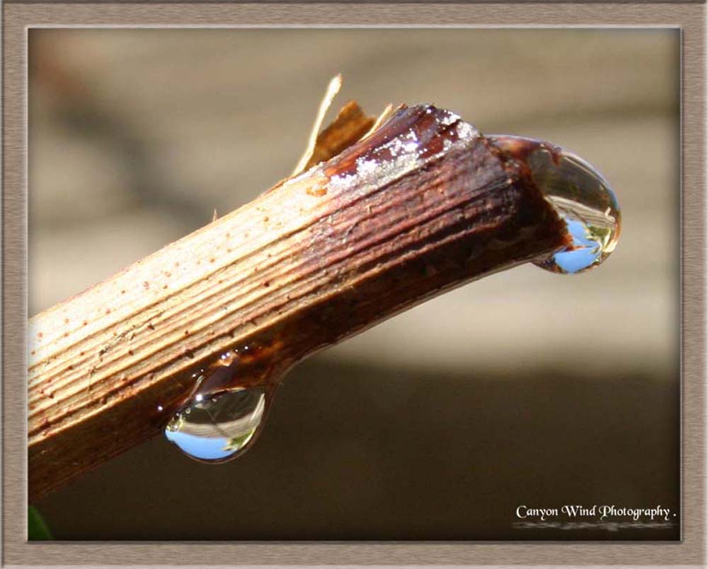 photo "" Tears of a Grape Vine " ." tags: macro and close-up, nature, flowers