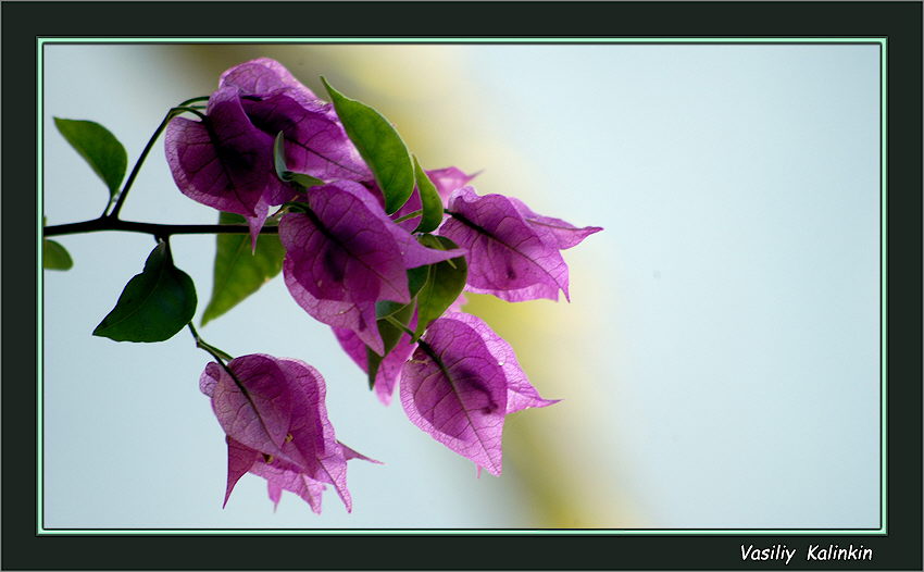 photo "The foreground..." tags: nature, flowers