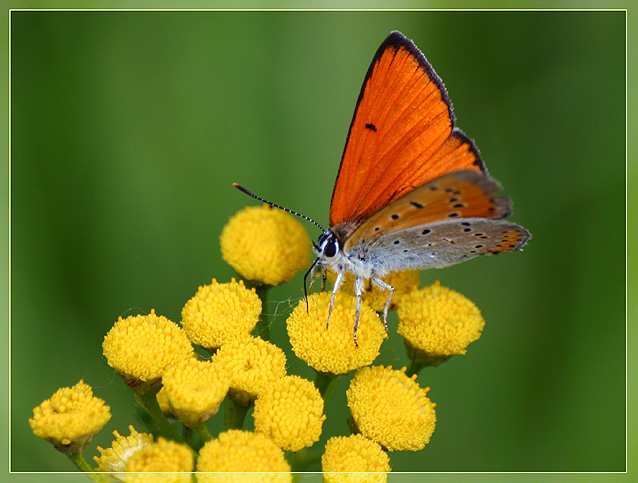 photo "Lukaenidae" tags: nature, insect