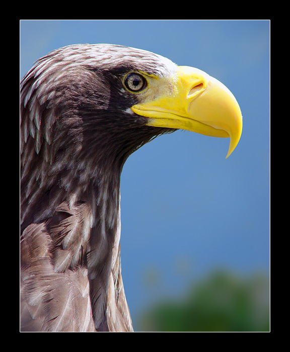 photo "The Smile...(Bald eagle)" tags: nature, portrait, wild animals