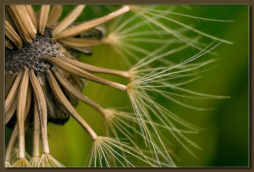 photo "August" tags: macro and close-up, 