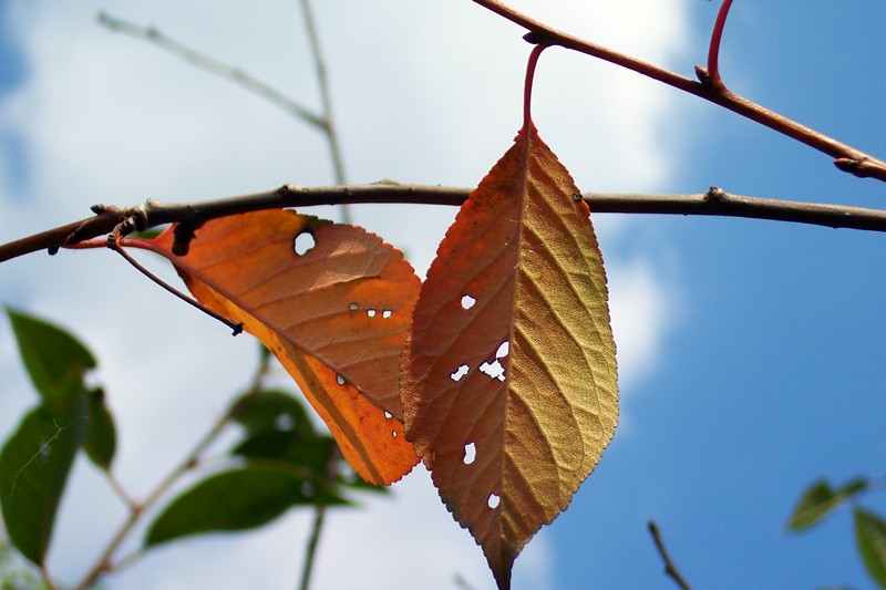 photo "Autumn is soon" tags: landscape, nature, autumn, flowers