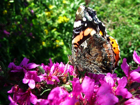 photo "Butterfly" tags: nature, macro and close-up, insect