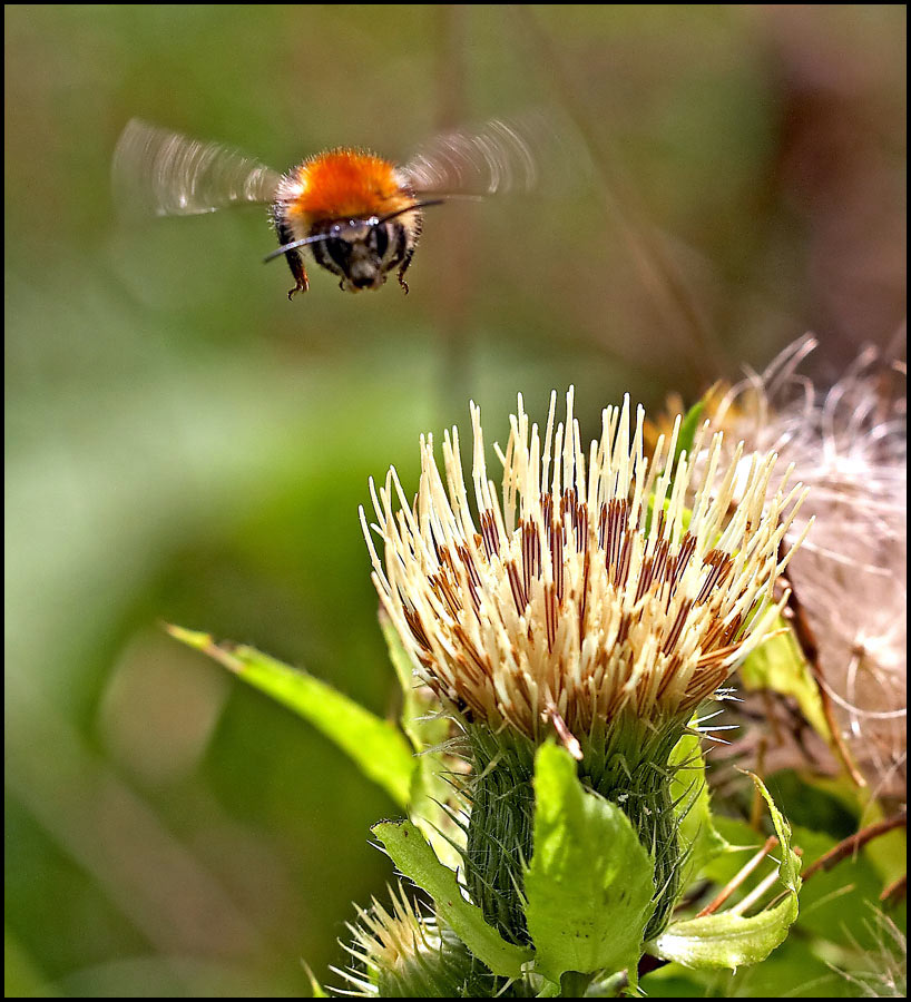 photo "" - The chassis has let out, I go on landing!.."" tags: nature, macro and close-up, insect