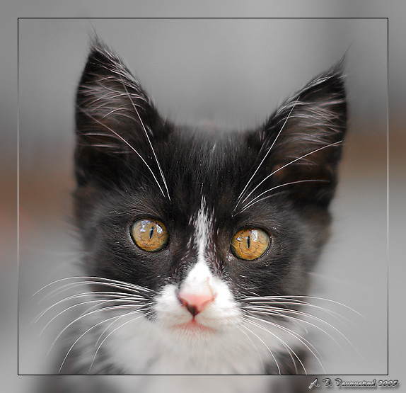 photo "One more cat's "portrait";)" tags: portrait, nature, pets/farm animals