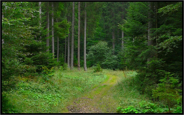 photo "The green forest" tags: landscape, forest