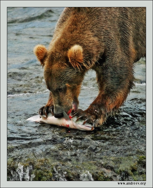 photo "Bear's Meal" tags: nature, travel, North America, wild animals