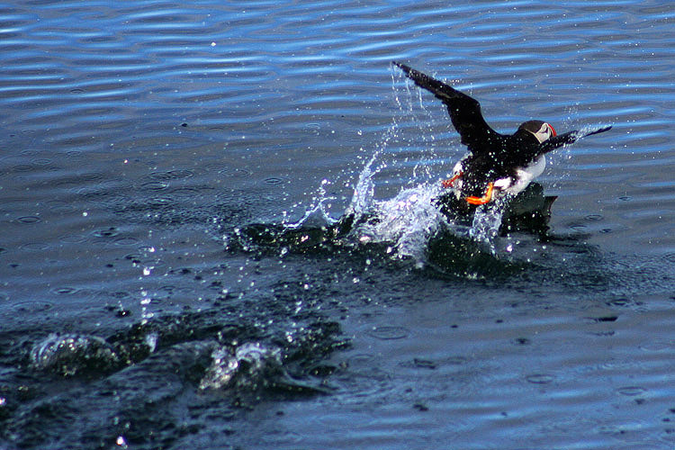 photo "Puffin bird" tags: nature, wild animals