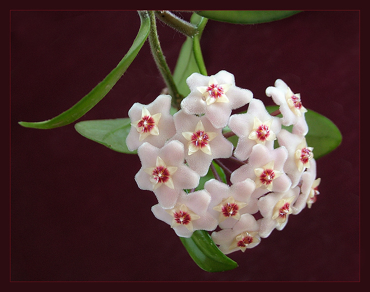 photo "Hoya" tags: nature, flowers