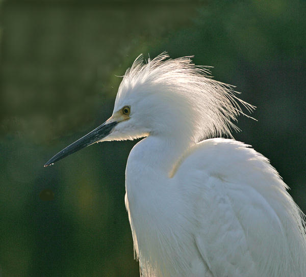 photo "back lit egret" tags: nature, wild animals
