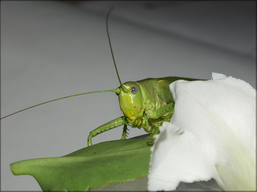 photo "*****" tags: nature, macro and close-up, insect