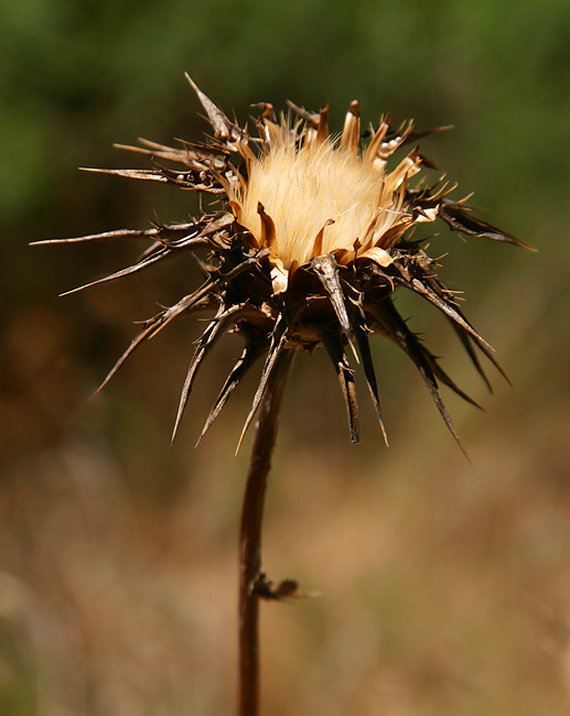 photo "Dry Thistle" tags: nature, macro and close-up, flowers