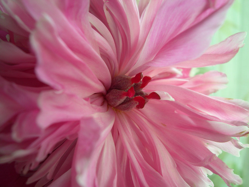 photo "Dying color" tags: nature, macro and close-up, flowers