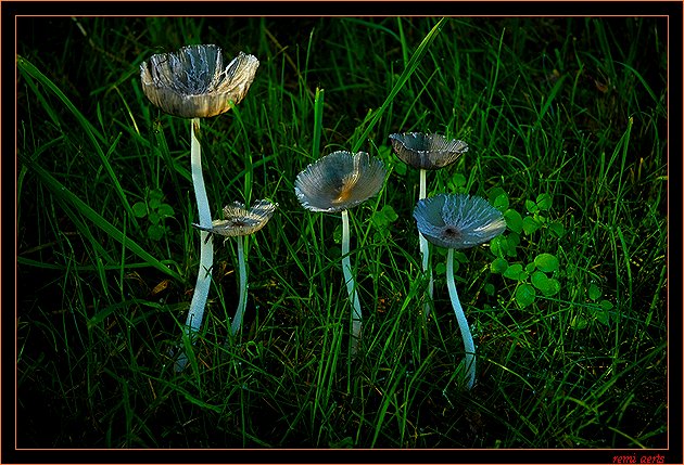 фото "silver mushroom" метки: природа, макро и крупный план, цветы