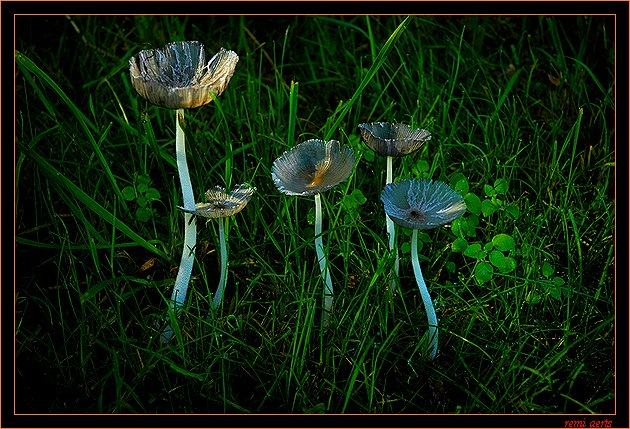 photo "silver mushroom" tags: nature, macro and close-up, flowers