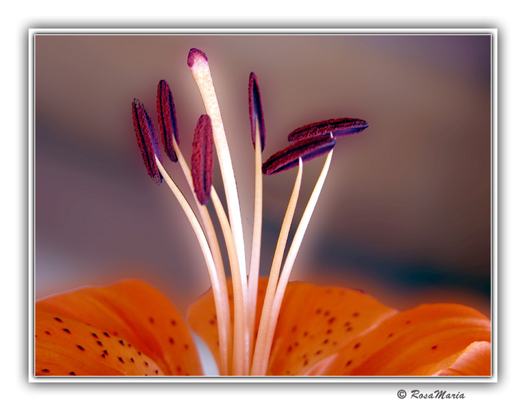 photo "Luminous Stamens" tags: macro and close-up, nature, flowers