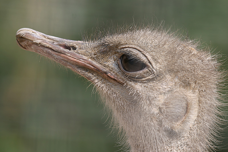 photo "Just Ostrich" tags: nature, humor, wild animals