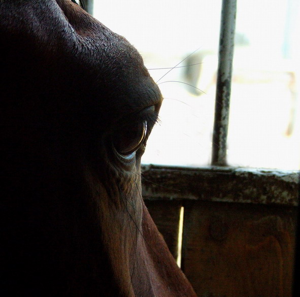 photo "What about horses think?" tags: nature, pets/farm animals