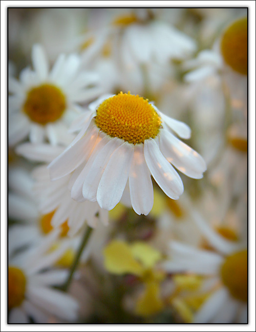 photo "***" tags: nature, flowers