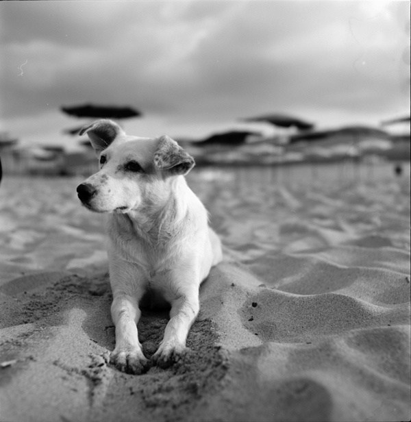 фото "Beach friend" метки: черно-белые, 