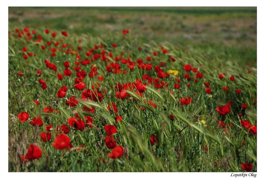 photo "Poppies on a way to Nurata, Uzbekistan" tags: travel, nature, Asia, flowers