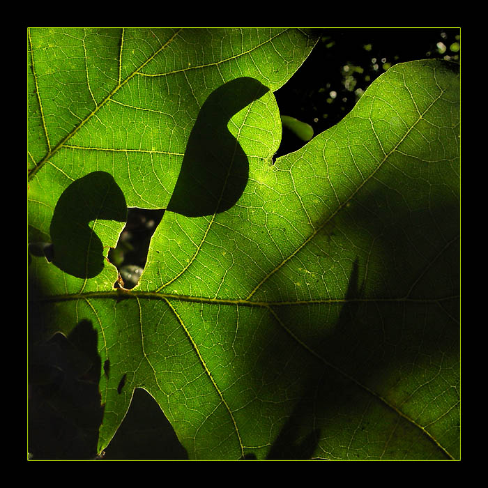 photo "Green light..." tags: macro and close-up, nature, flowers