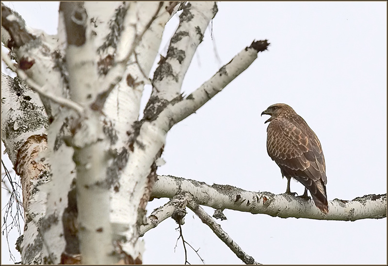 photo "Look better at yourself..." tags: nature, humor, wild animals