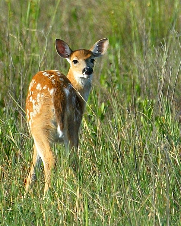 фото "Bambi" метки: природа, дикие животные