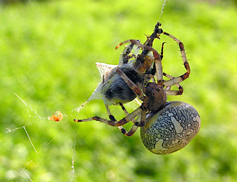photo "Dinner" tags: nature, macro and close-up, insect
