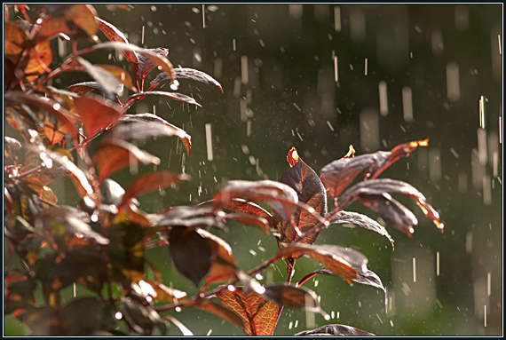 photo "About the rain..." tags: nature, 
