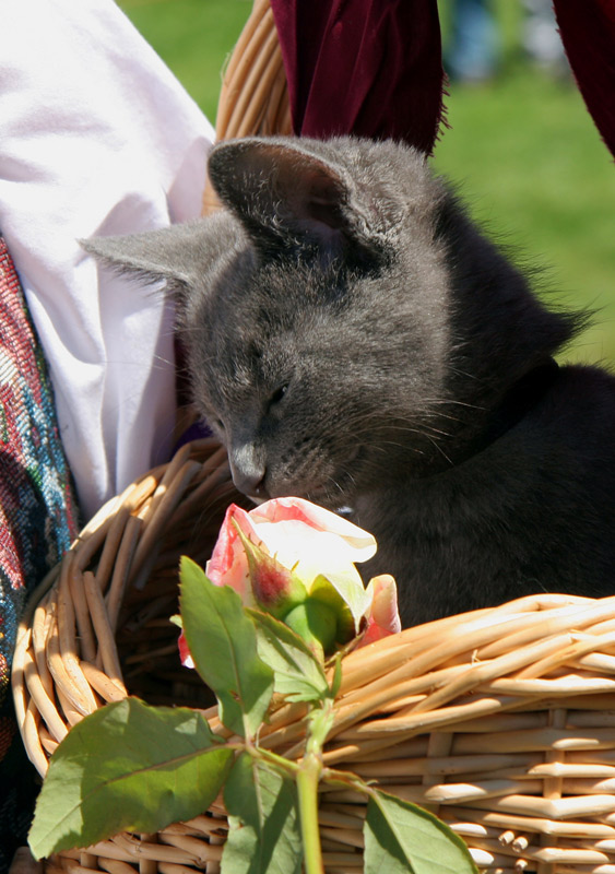 photo "Cat in a Basket" tags: nature, pets/farm animals