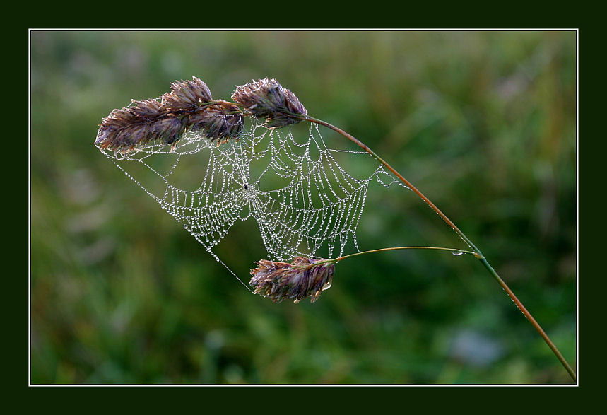 photo "Spider line" tags: macro and close-up, nature, flowers
