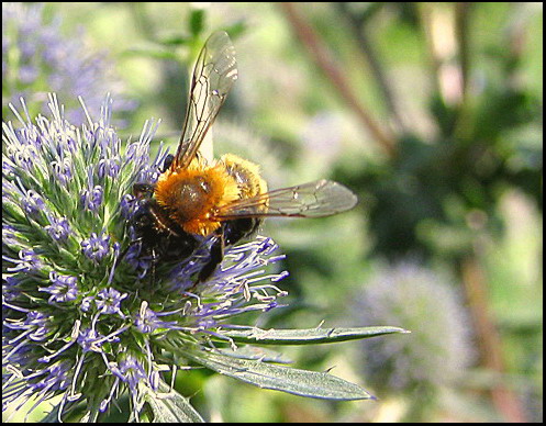 photo "Shaggy bumblebee" tags: nature, flowers, insect
