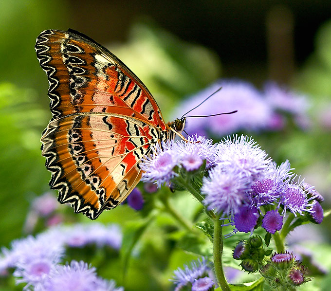 фото "бабочка..." метки: природа, насекомое