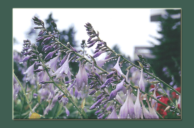 photo "Reason to little verse" tags: nature, flowers