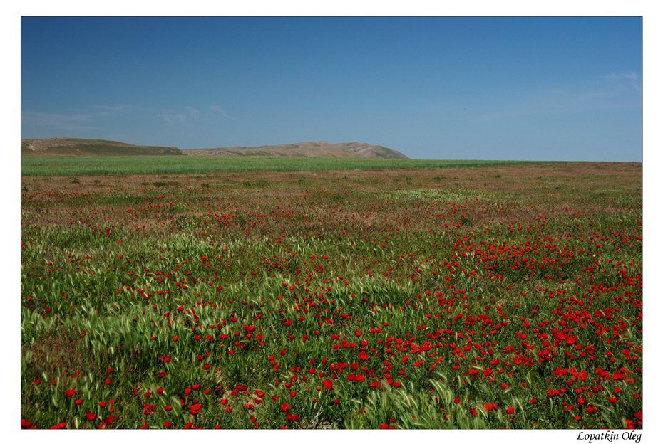 photo "Poppies fields on a way to Nurata, Uzbekistan" tags: travel, landscape, Asia, spring